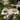 Brown and white cowhide rug on grass with a chair and plants in the background