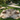 Cowhide rug on grass with garden and bench in background